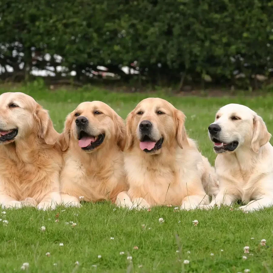 KIPPS Copyright 6x4x5 D0432 9329-