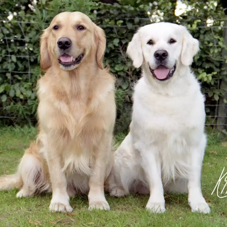 KIPPS Copyright 96131 12 SAILOR OSCAR DUO-