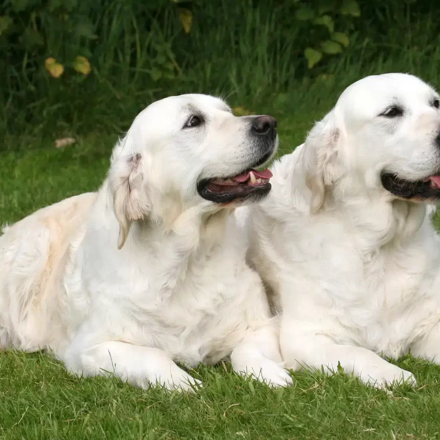 KIPPS Copyright 9X6 D0526 8145-