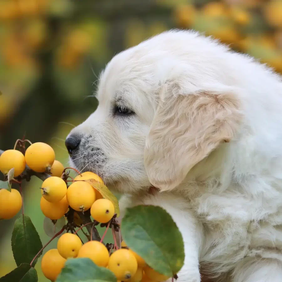 KIPPS Copyright A5 Kipps DIAMOND M17A5005-