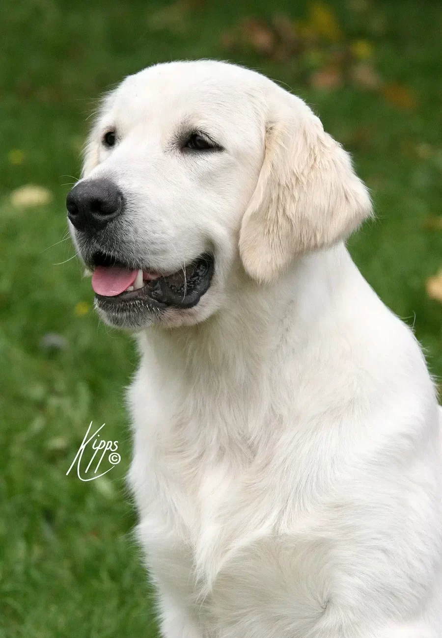 KIPPS Copyright D0540 4791-