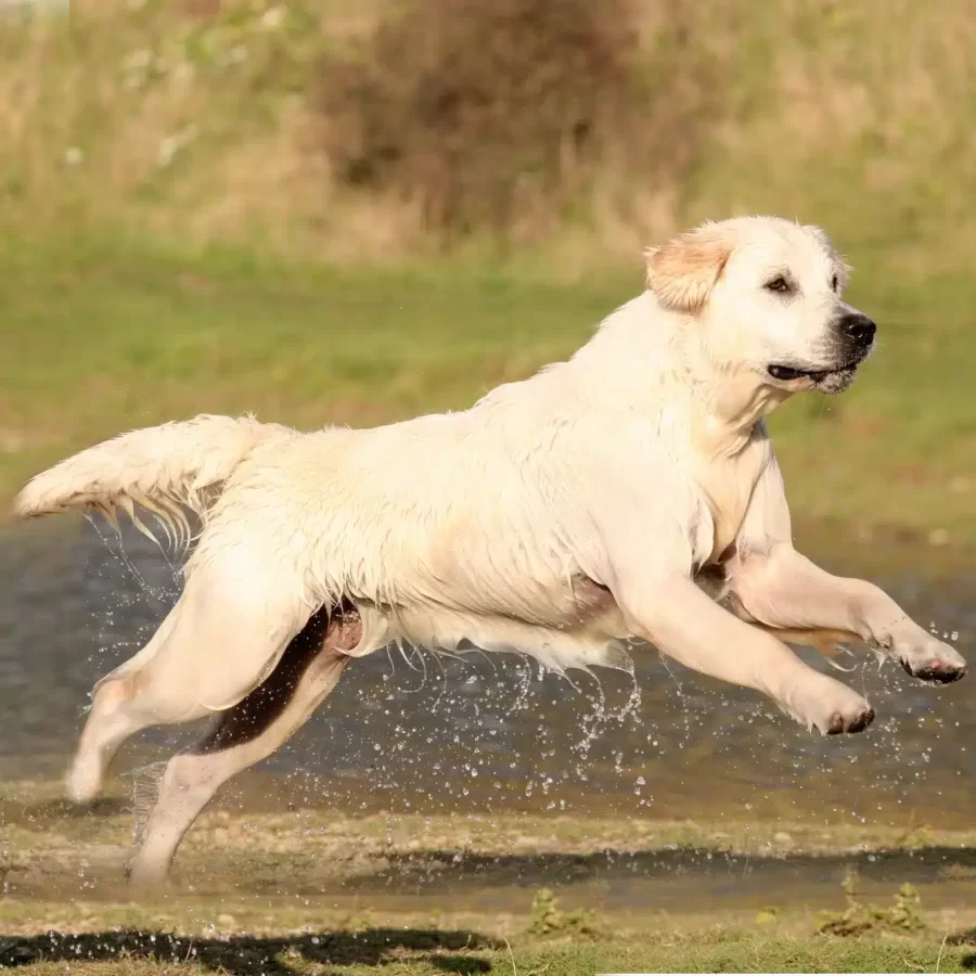 KIPPS Copyright Kipps copyright D0447 1913-