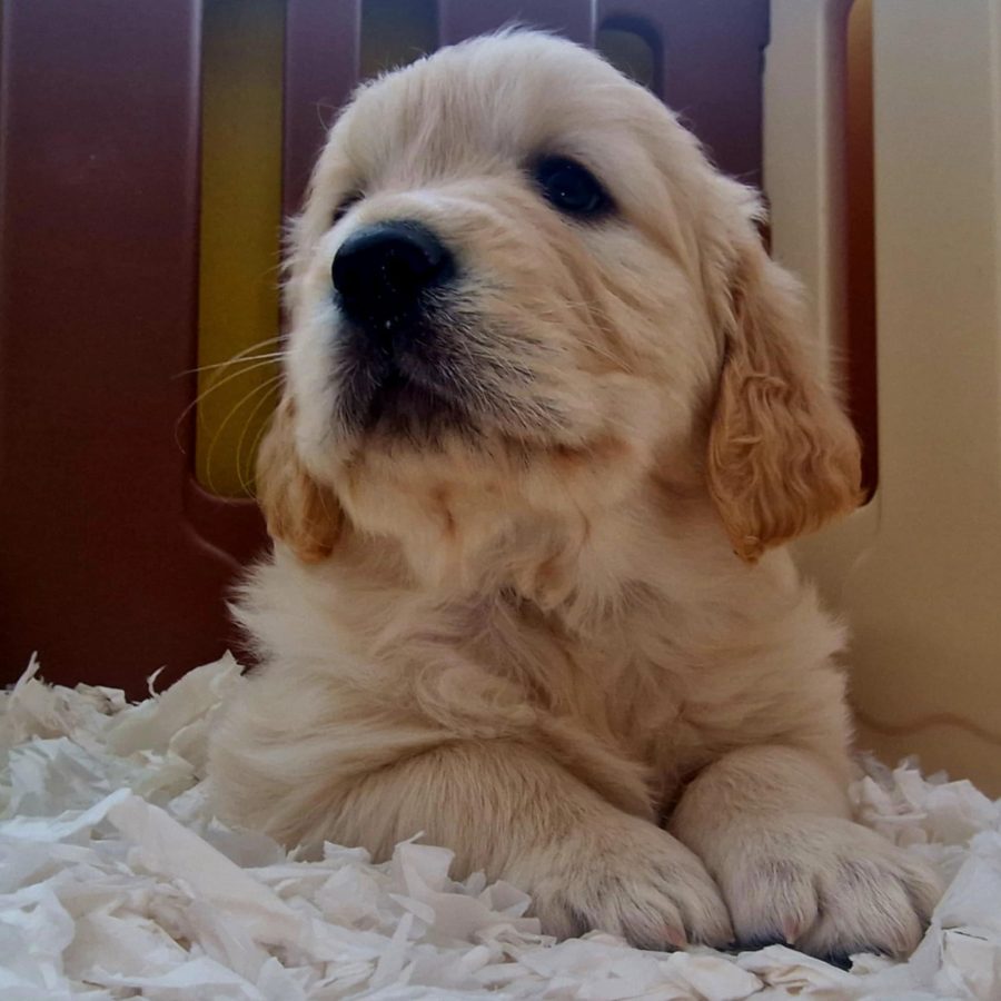 Seruila puppy litter page